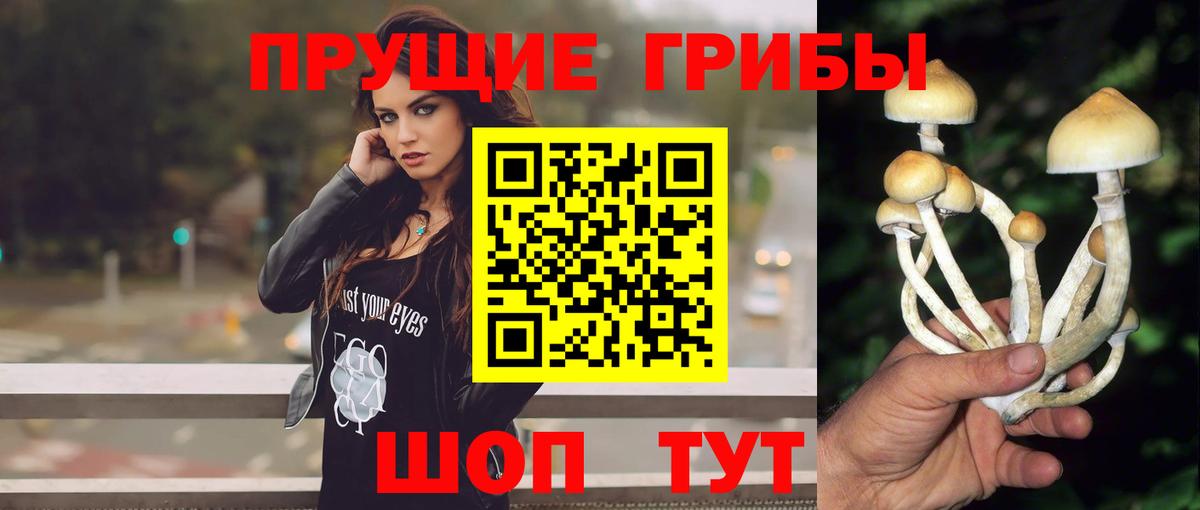 Галлюциногенные грибы Psilocybe Апатиты